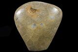 Free-Standing Polished Fossil Coral (Actinocyathus) Display #69358-1